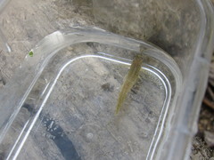 Etheostoma zonale