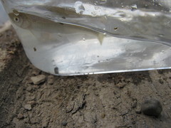 Cyprinella lutrensis