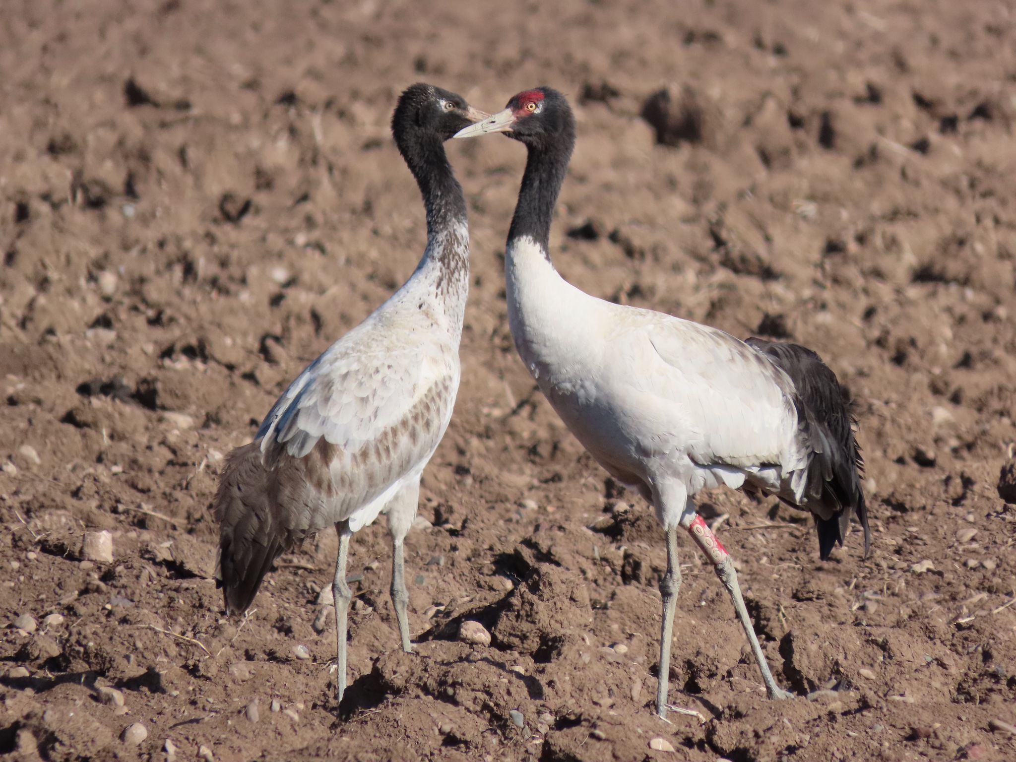Black-necked Crane illustration