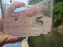 Cyprinella lutrensis