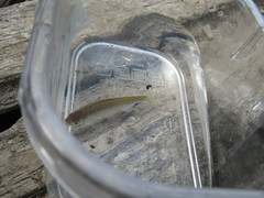 Cyprinella lutrensis