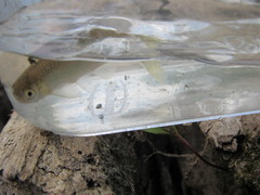 Cyprinella lutrensis