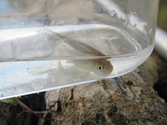 Cyprinella lutrensis