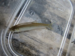 Cyprinella lutrensis