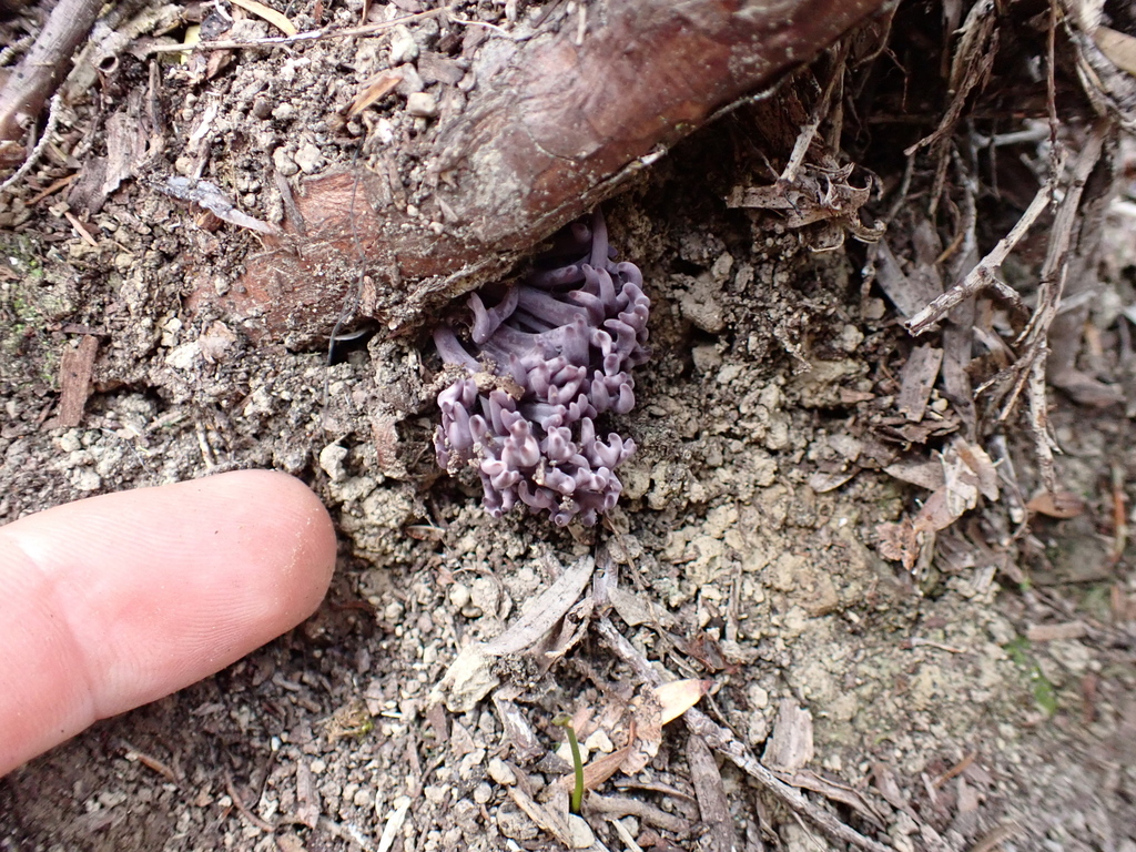Ramariopsis pulchella · February 2025 · photo: © benlavin88 (iNaturalist, cc-by)