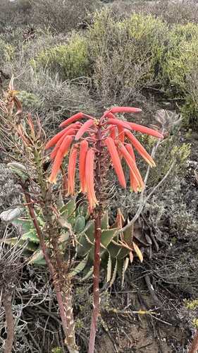 Jewel Aloe (Aloe distans)
