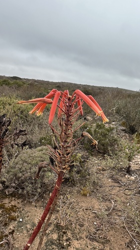 Aloe distans, photograph 2