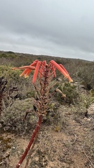 Aloe distans, photograph (c) Deon van Eeden, some rights reserved (CC BY-SA)