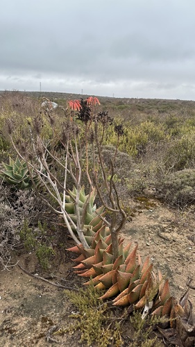 Aloe distans, photograph 3