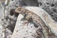 Sceloporus clarkii clarkii