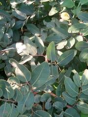 Detarium microcarpum