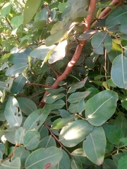 Detarium microcarpum