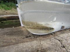 Etheostoma zonale