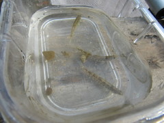 Etheostoma zonale