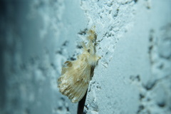 Dalceridae