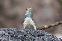 Sceloporus clarkii clarkii