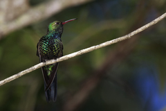 Riccordia swainsonii