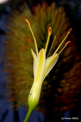 Aloe helenae