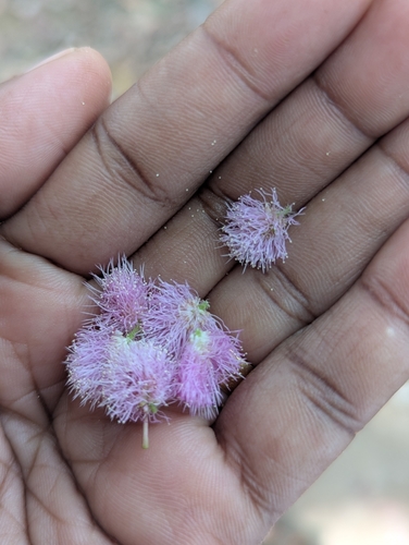 Sensitive Plant