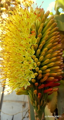 Aloe helenae