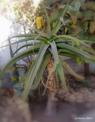 Aloe helenae