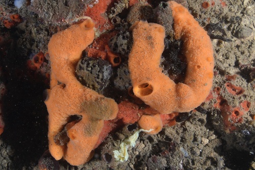 Suberites aurantiacus, 2025-03-23