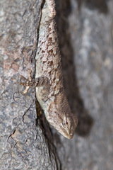 Sceloporus clarkii clarkii