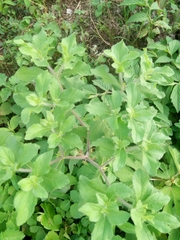 Acanthospermum hispidum