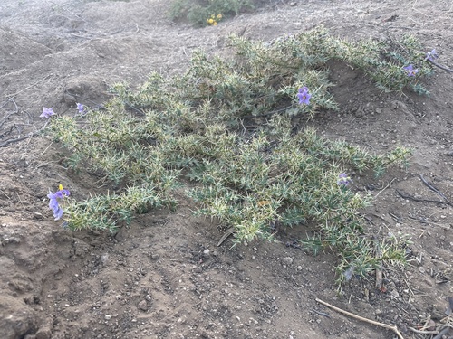 Surattense Nightshade