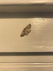 Sabulodes packardata