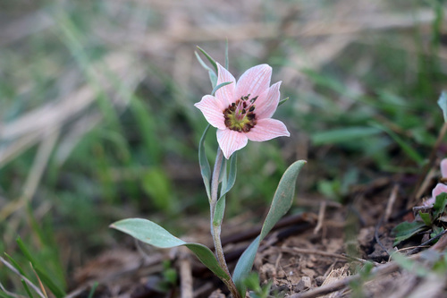 Fritillaria rugillosa