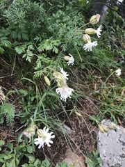 Silene douglasii