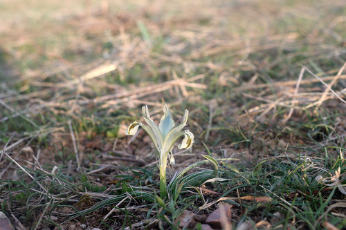 Iris subdecolorata