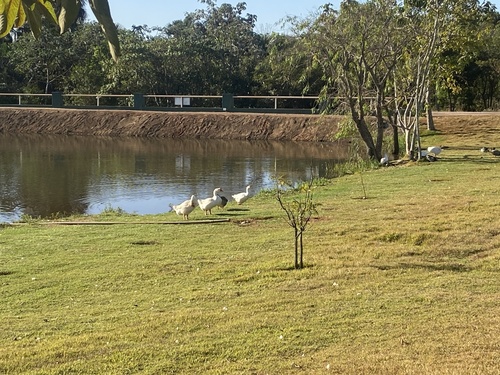 Domestic Greylag Goose