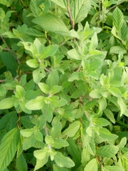 Acanthospermum hispidum