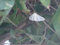 Palpita flegia