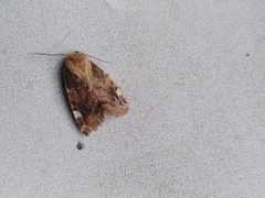 Cosmia diffinis