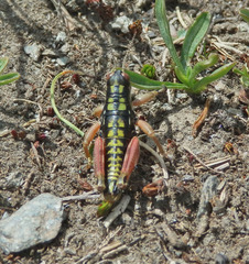 Epipodisma pedemontana