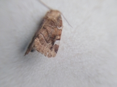 Cosmia diffinis