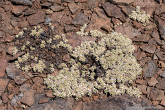 Cusickiella quadricostata