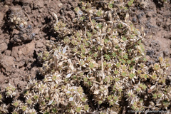 Cusickiella quadricostata