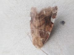Cosmia diffinis