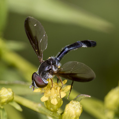 Pelecinobaccha costata