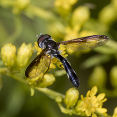 Pelecinobaccha costata