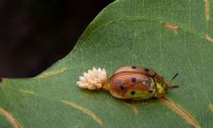 Phytodectoidea duodecimsignata