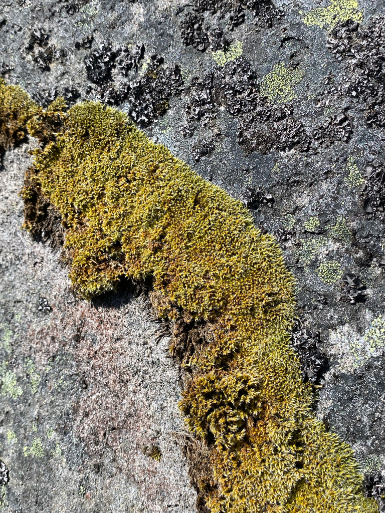 Racomitrium striatipilum