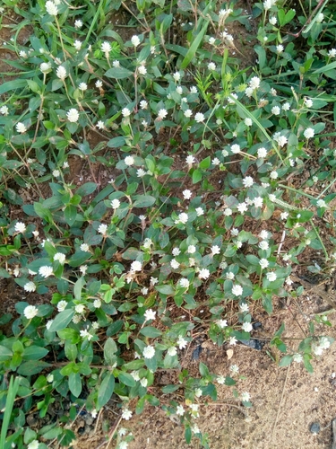 Gomphrena celosioides image