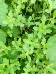 Acanthospermum hispidum