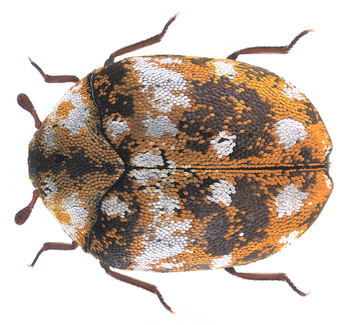 Furniture Carpet Beetle
