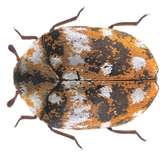 Furniture Carpet Beetle
